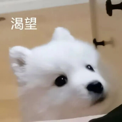 表情包