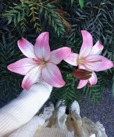 百合花图片