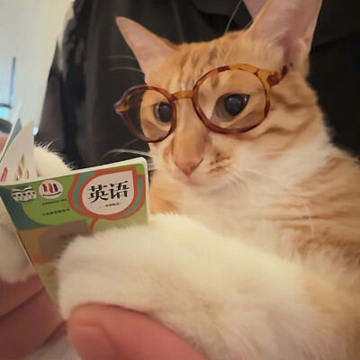 猫猫