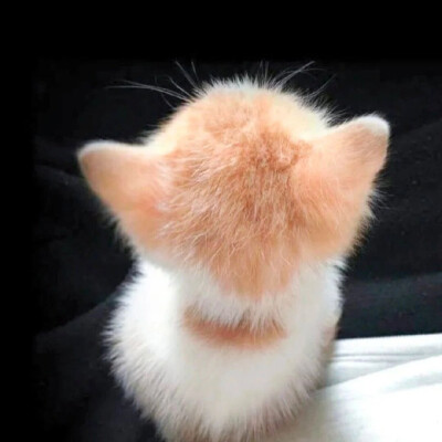 小猫头像