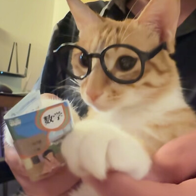 猫猫