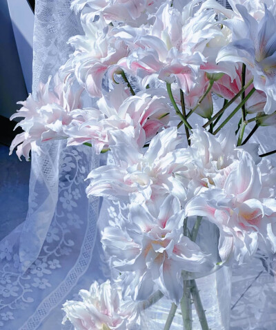 百合花图片