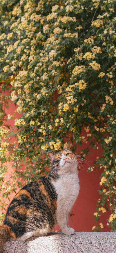 花猫
