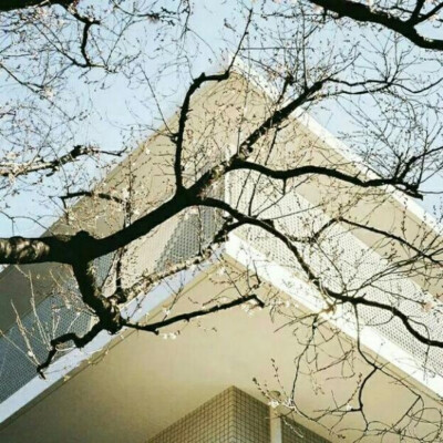 风景花朵背景图