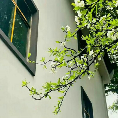 风景花朵背景图