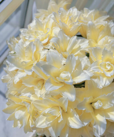 百合花图片