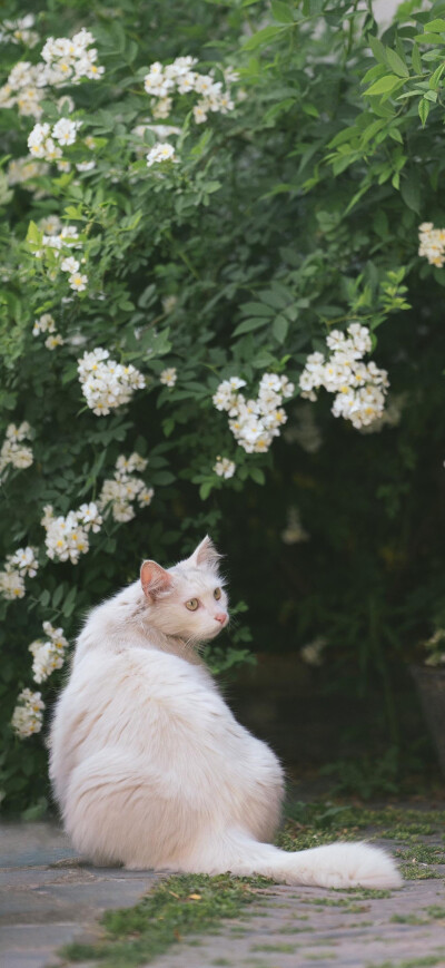 花猫