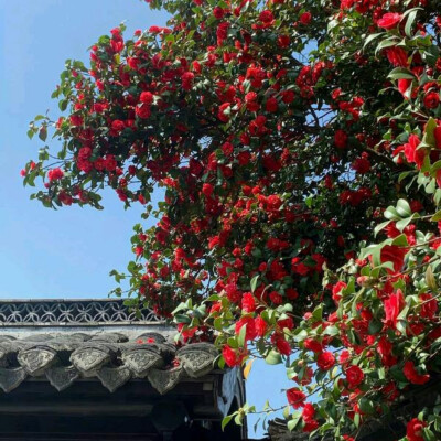 风景花朵背景图