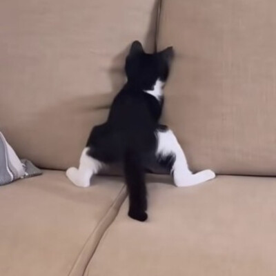 搞怪头像