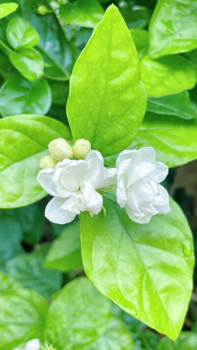 茉莉花