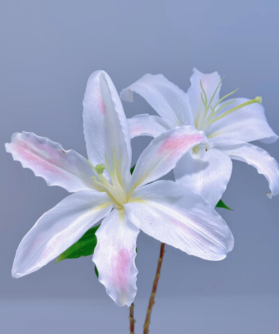 百合花图片单图