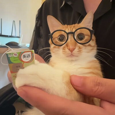 猫猫
