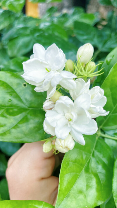 茉莉花