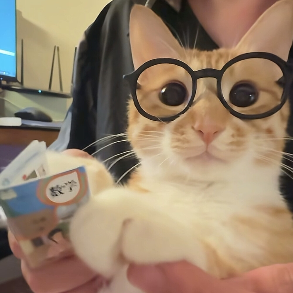 猫猫
