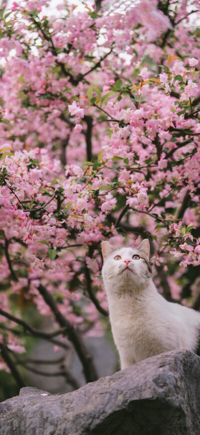 花猫