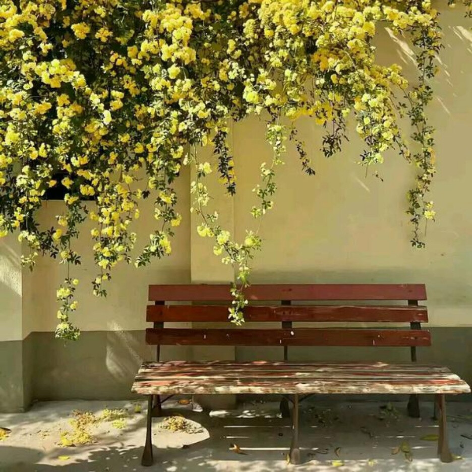 风景花朵背景图