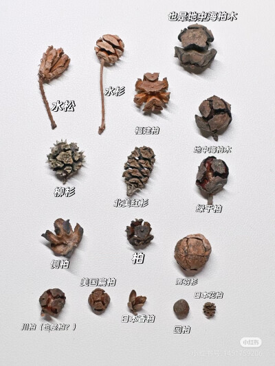 柏树果