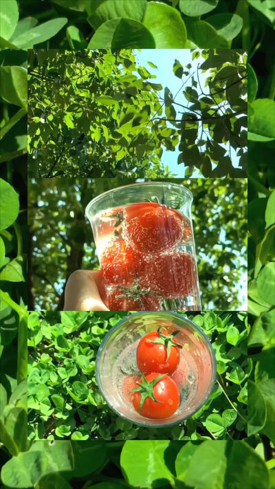 青苹果与无尽夏