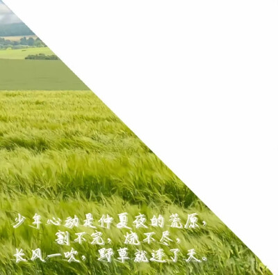 微信公众号王子的宝藏头库