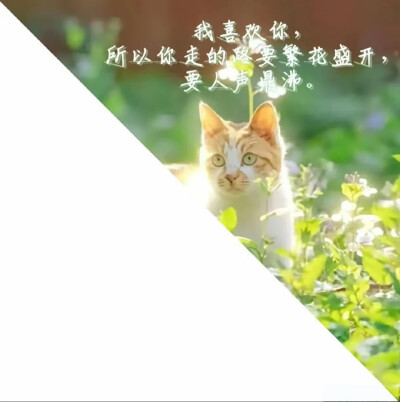 微信公众号王子的宝藏头库