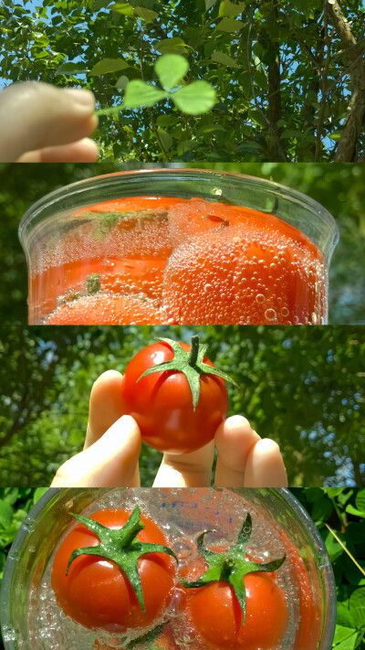 青苹果与无尽夏