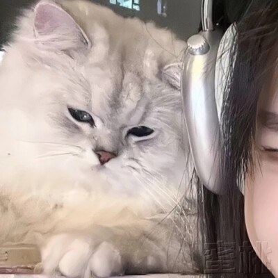 情头