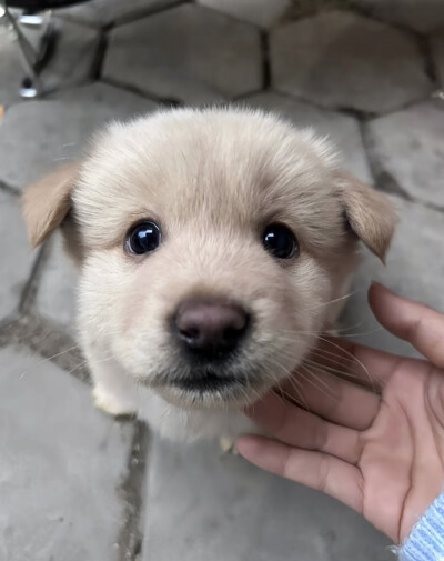 萌犬