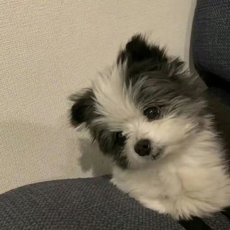 小可爱们