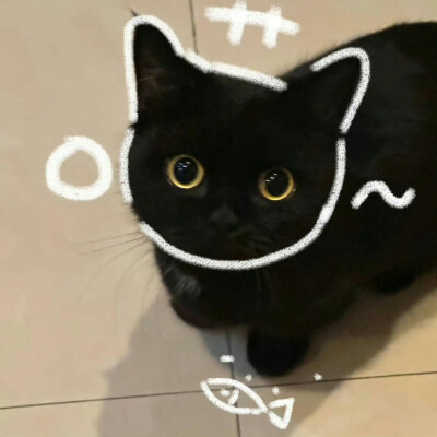 小猫头像