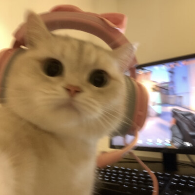 小可爱们