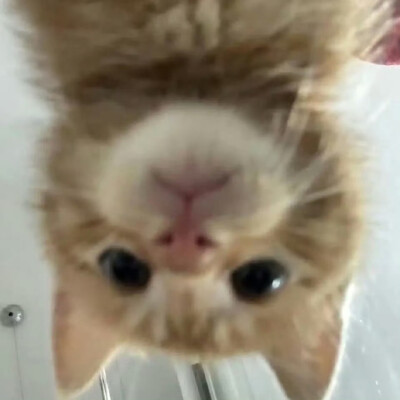 小可爱们