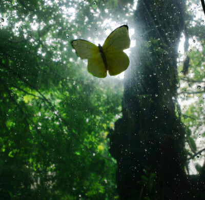 绿色背景图
