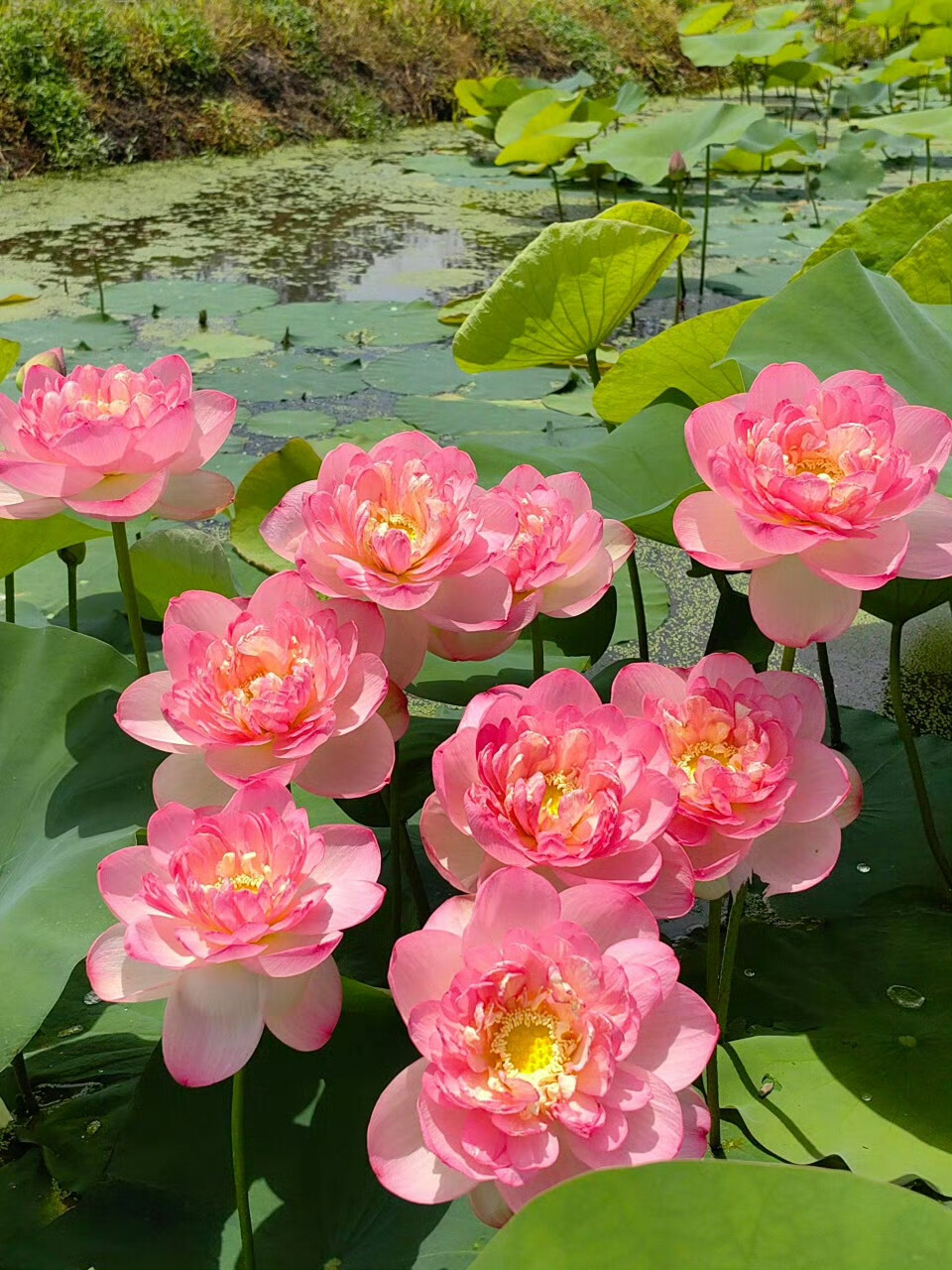 复色系荷花#荷花##莫奈睡莲#​