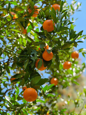 夏天的橘子