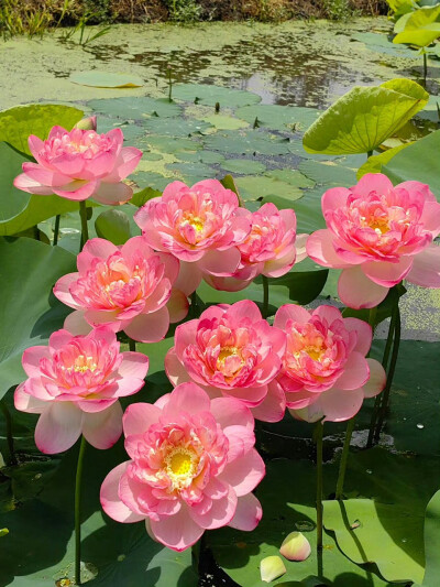 复色系荷花#荷花##莫奈睡莲#​