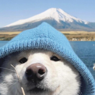 小可爱们