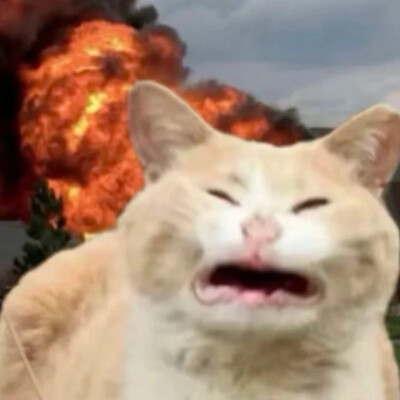 沙雕猫咪表情包