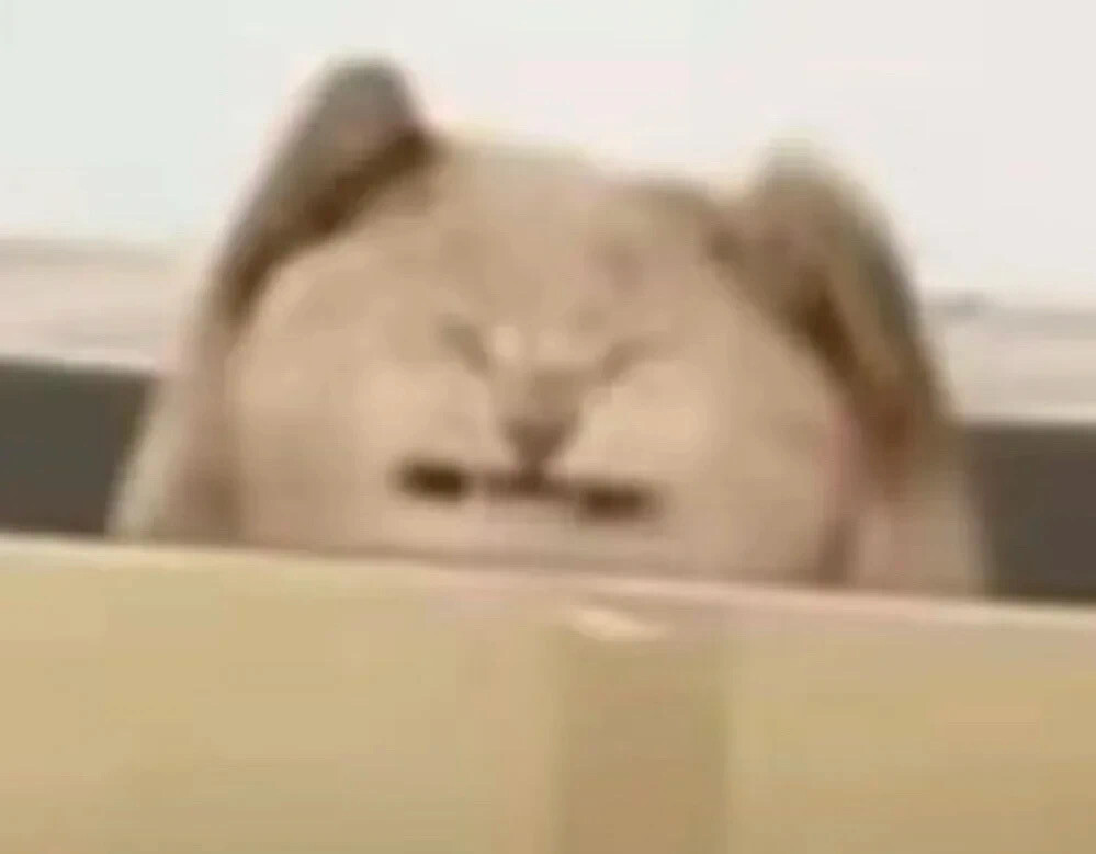 沙雕猫咪表情包