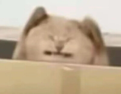 沙雕猫咪表情包