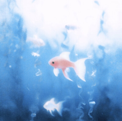 壁纸#鱼