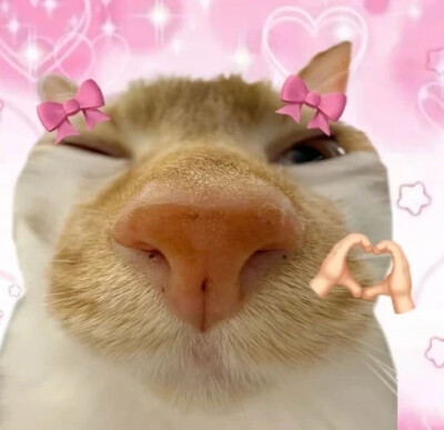 沙雕猫咪表情包