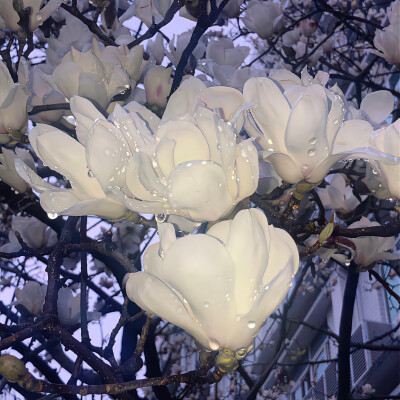 花朵背景图