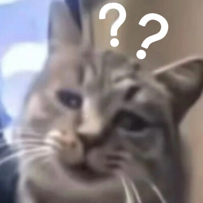 沙雕猫咪表情包