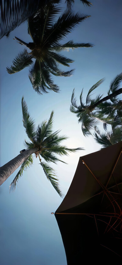 夏日高级感壁纸