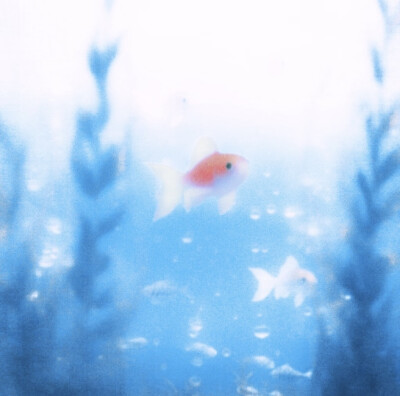 壁纸#鱼