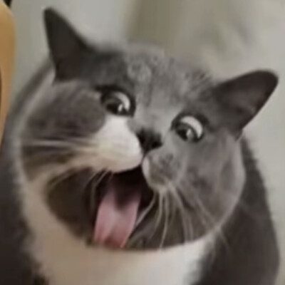 沙雕猫咪表情包