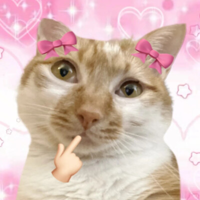 沙雕猫咪表情包