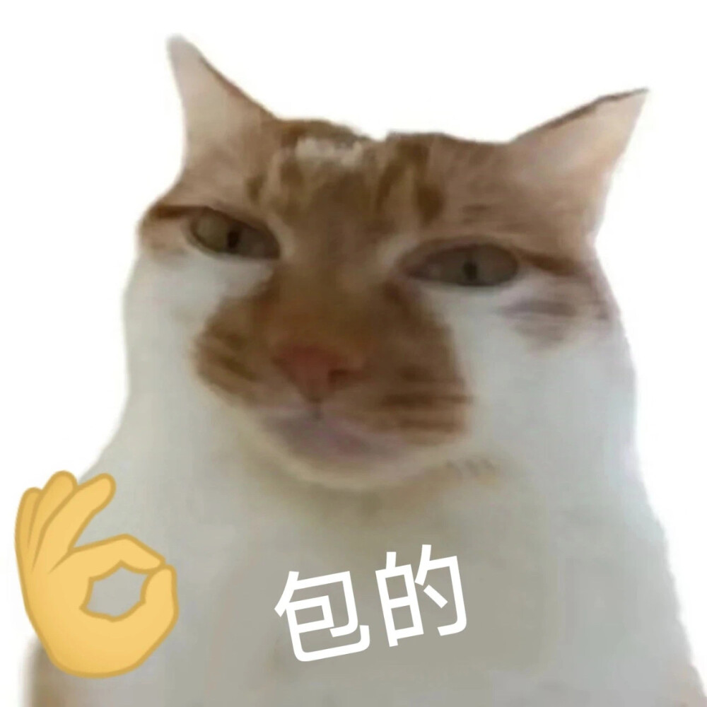 沙雕猫咪表情包