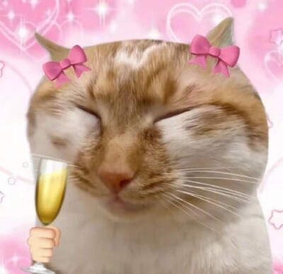 沙雕猫咪表情包
