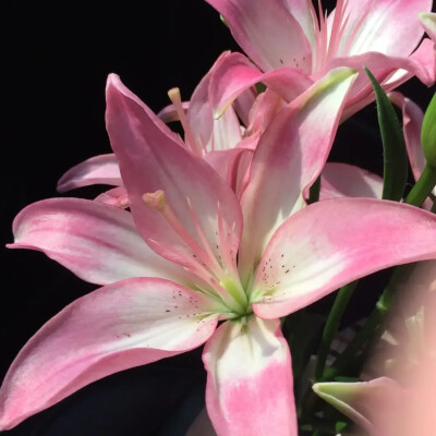 百合花背景图